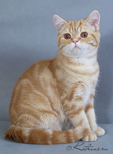 Katrin's Platon , британский кот красный мраморный (Агути)
