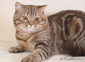 Katrin's & Capriz Trofim , британский кот шоколадный мраморный