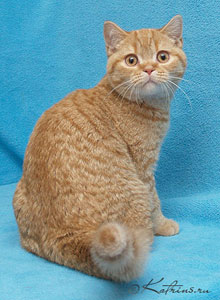 Katrin's Valmont , британский кот красный пятнистый (Агути)