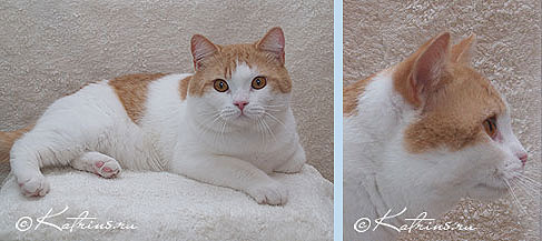 британский кот красный пятнистый с белым (Германия) 