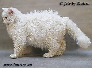 Katrin's Curly White Jemchughinka, длинношерстный селкирк