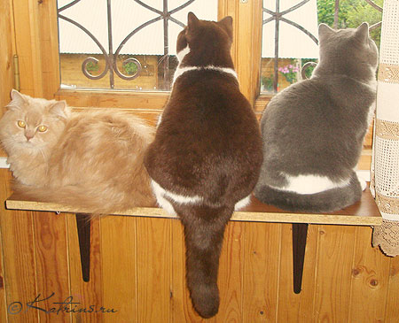 кошки из питомника Кэтрин, живущие вместе в одном доме