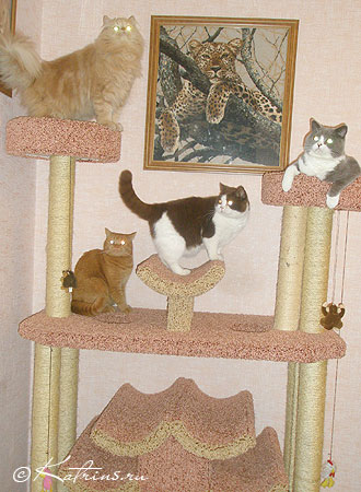 кошки из питомника Кэтрин, живущие вместе в одном доме