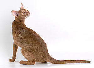 абиссинская кошка окраса соррель (циннамон)