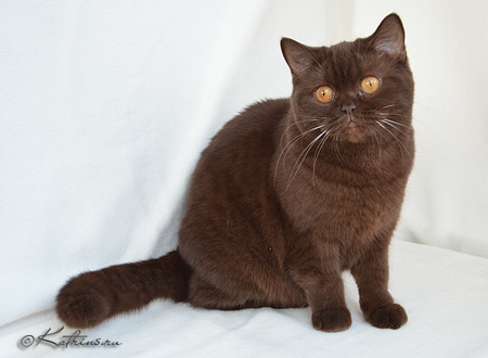 Katrins Cattleya, британская шоколадная кошка