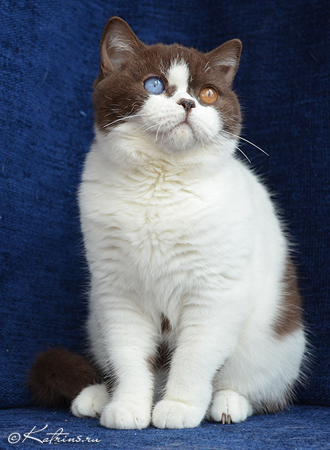 Goddess Cassia Turiana, британская кошка шоколадна арлекин с разноокрашенными глазами
