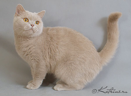 Katrin's Reily  британская кошка лиловая