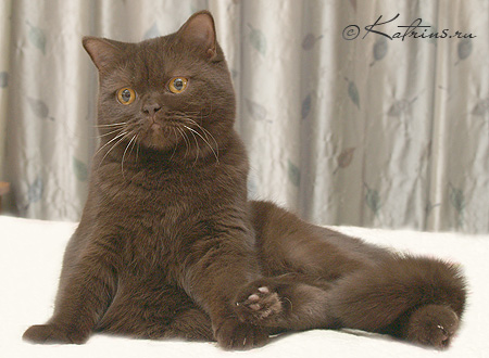 Nusha, шоколадная британская кошка