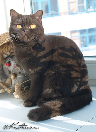 Лючия - британская шоколадная кошка, питомник Кэтрин
