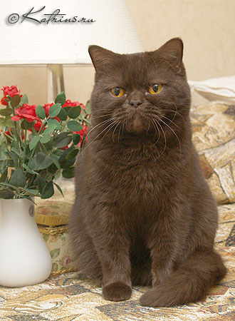 Лючия - британская шоколадная кошка, питомник Кэтрин