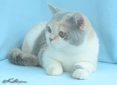 Lady Marrie Ann, британская кошка голубо-кремовая с белым