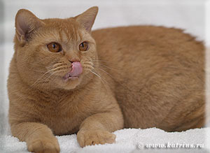 Cypinsky's Red Milisenta британская кошка красная тиккированная
