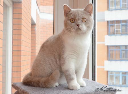 Katrin's Gideon, британский котёнок лиловый с белым