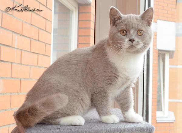 Katrin's Gideon, британский котёнок лиловый с белым