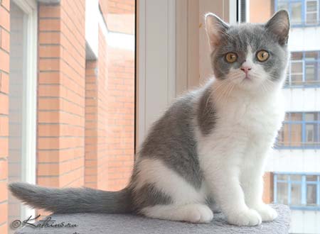 Katrin's Hitomi, британский голубой котёнок