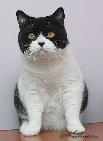 Katrin's Afanasiy, британский кот