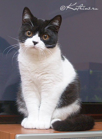 Katrin's Afanasiy, британский кот