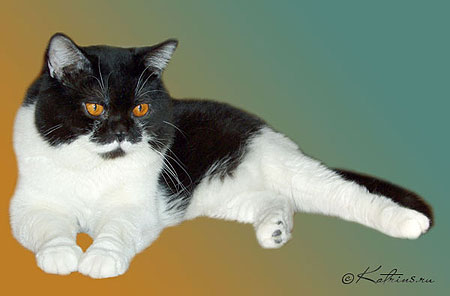 Katrin's Arsenij, питомник Кэтрин, британские котята окраса биколор