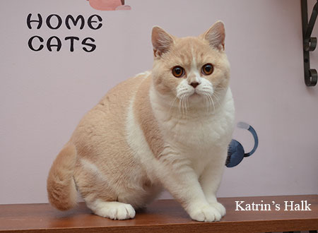 Katrin's Giacint, британский кот