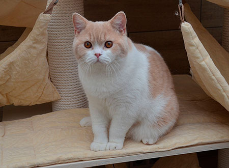 Katrin's Halk, британский кот