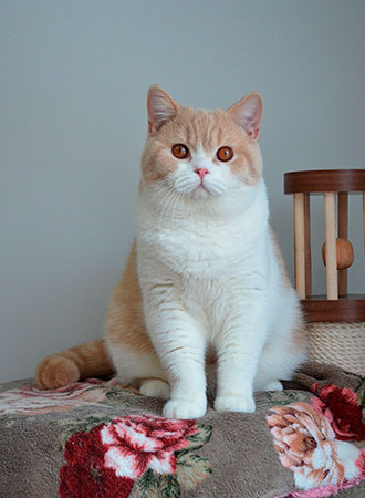 Katrin's Halk, британский кот