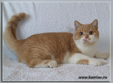 Katrin's Wasilek, британский кот кремовый с белым