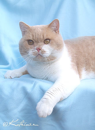 британский кот кремовый биколор