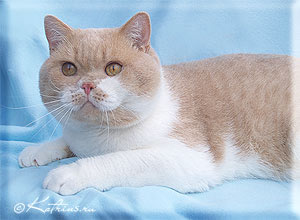 Katrin's Wasilek британский кот кремовый с белым
