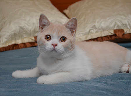 Katrin's Zephir, британский кот кремовый с белым, 05.06.2018