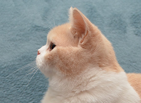 Katrin's Giacint, британский кот