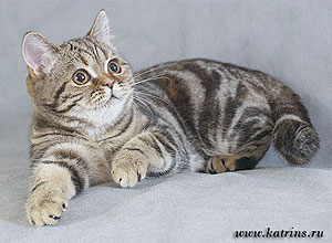Британские кошки тэбби, серебристых и дымчатых окрасов