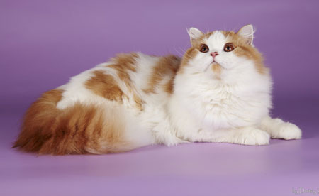 Katrin's Yakov , Британские длинношерстные кошки различных окрасов