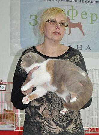 Британская кошка лилово-кремоваяс белым, Katrin's Nastasja