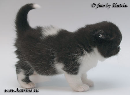 Katrin's Funny Blaze, британская кошка чёрная с белым