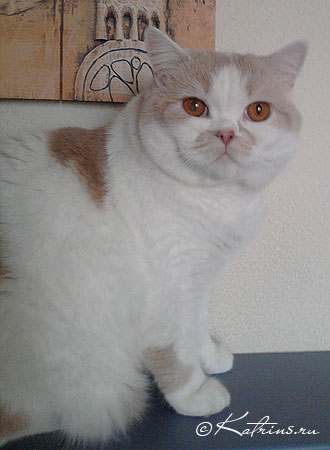 британский кот голубой биколор