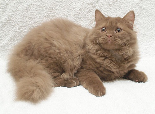 Katrin's Konstantin , Британский длинношерстный кот