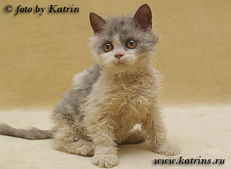 Katrin's Curly Onix Blue,    ,   