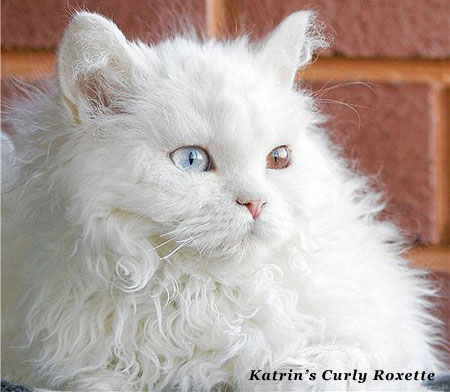 Katrin's Curly Roxette,    ,   