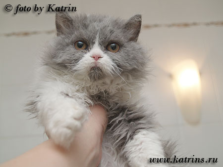 Katrin's Curly Ruslana,    ,   