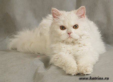 Katrin's Curly Russia,    ,   
