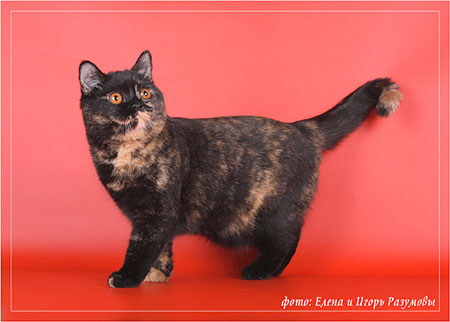 Katrin's Kameron, британский черный кот