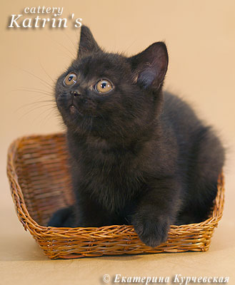 Katrin's Isida, британская черная кошка