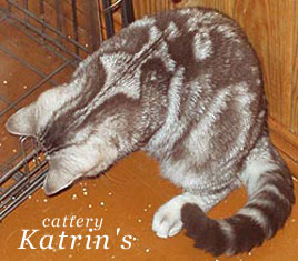 Katrin's Baterflay,   , ,   