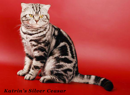 Katrin's Silver Ceasar,   ,    