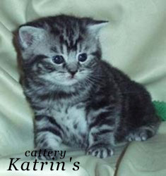 Katrin's Charlyn,   , ,   