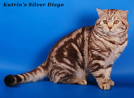 Katrin's Silver Diego ,   ,    