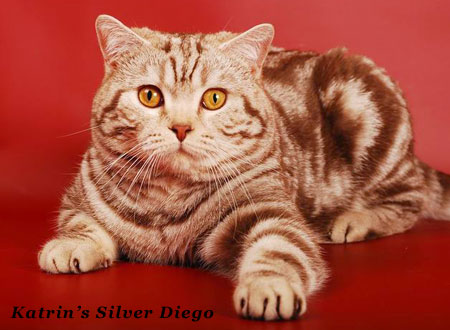 Katrin's Silver Diego ,   ,    