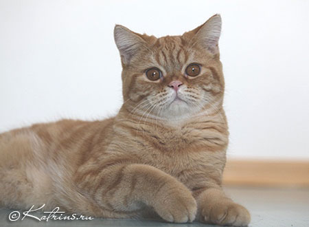 Британский кот красный мраморный, Katrin's Platon