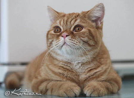 Katrin's Platon, британский кот красный мраморный 
