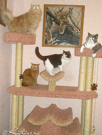 Британские коты, Katrin's Persey, Unesko, Zephyr и  Zahary